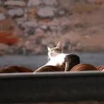 Poluotok * Zadar